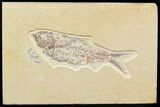 Detailed, Knightia Fossil Fish - Wyoming #42433-1